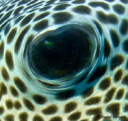 Pufferfish eye by David Ferreira 